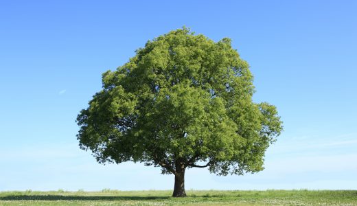 【樹木葬】樹木葬の費用や倍率・流れについて解説！